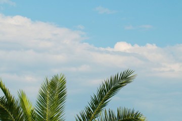 Palm tree and sky with clouds.