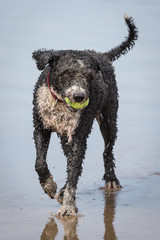 Spanish Water Dog on a Beach