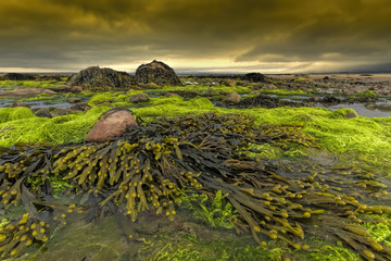 Irland Küste Algen