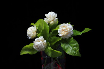 Jasmine flower on black background.