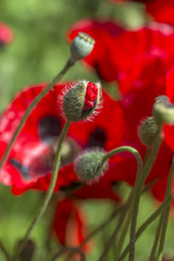 Obraz premium Half opened poppy flower bud - closeup with selective focus