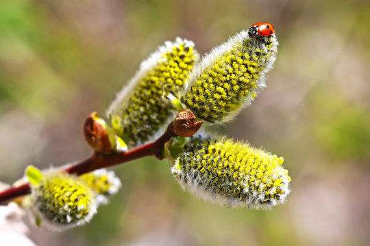 Ива козья (Salix caprea L.). Божья коровка на цветке вербы