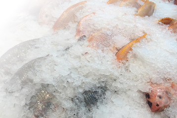 cooled fish, fresh bright trout,sale seafood whith soft focus