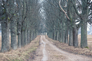 Dirt road through the gloomy forest of oaks