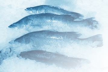cooled fish, fresh bright trout,sale seafood whith soft focus
