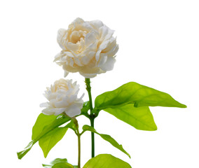 Jasmine flower isolated on white background.