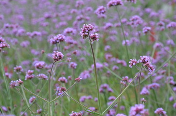 Lila Blumenwiese - Argentinisches Eisenkraut