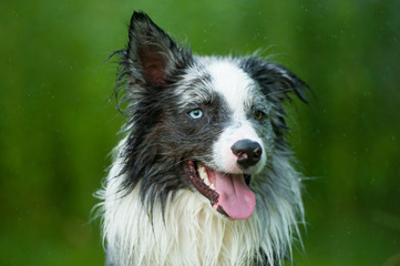Border Collie