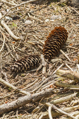 cone in the forest