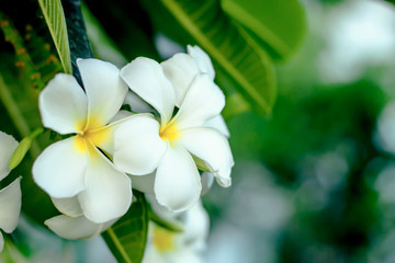 Obraz na płótnie Canvas Beautiful Frangipani Flower
