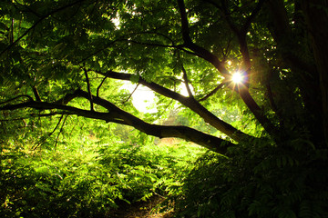 Waldpfad mit Sonnenstrahlen zwischen den Ästen