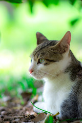 緑の中ののらねこ