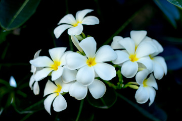 Fototapeta na wymiar Beautiful Frangipani Flower