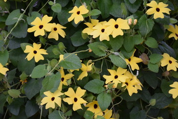 schwarz&auml;ugige Susanne