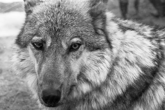 Fragment Muzzle Gray Wolf Of Monochrome Tone