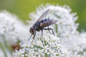House fly sitting on a white cow parsley flower