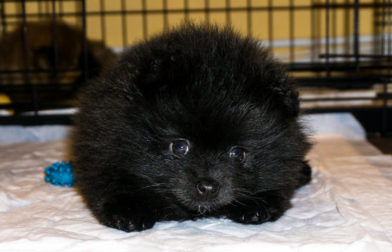 small pomeranian dog puppy