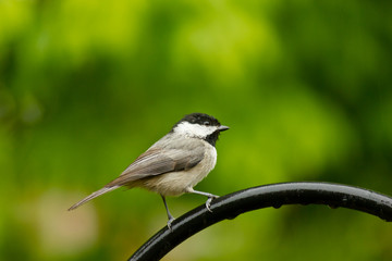 Fototapeta premium Carolina Chickadee