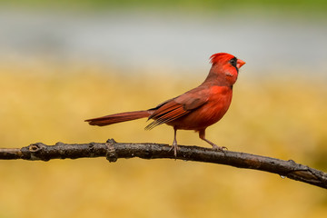 Northern Cardinal