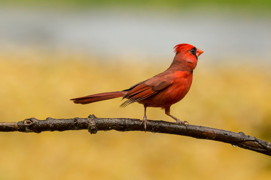 Northern Cardinal