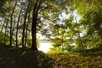 Fototapeta premium Lake Forest Dusk