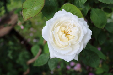 weiße englische Rosen