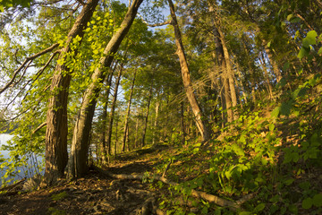 Woods Trail Fisheye