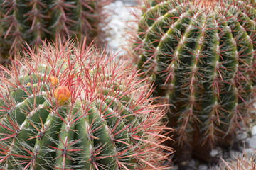 Echinocactus