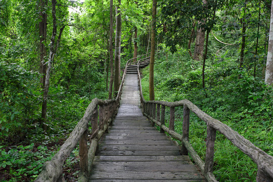 Fototapeta Footpath / Footpath along the Buatong waterfall,Thailand