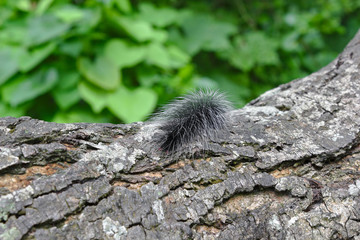 Worm / Black worm on the tree