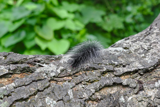 Worm / Black worm on the tree