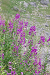 wildflower in the meadow