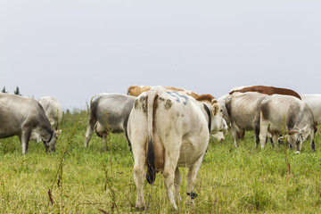 Obraz na płótnie Canvas grazing cows on the mountain