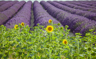 Obraz premium Lavender with sunflowers