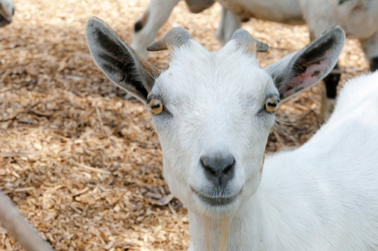 close-up of goat in the field