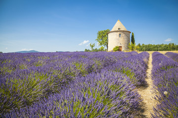 Fields of Lavender with small tower  in Provence, France
