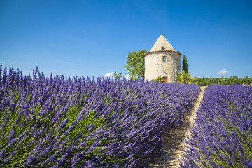 Fields of Lavender with small tower  in Provence, France
