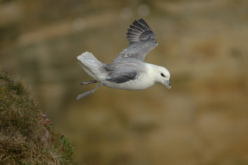 fulmar boreal, Pétrel fulmar, Fulmarus glacialis