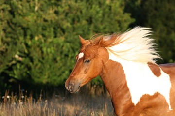 Ponette au galop au lever du soleil