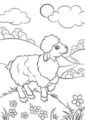 Naklejka premium Little cute owiec na polu