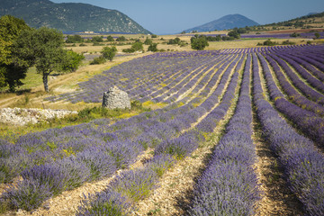 Fototapeta na wymiar Fields of Lavender in Provence, France 