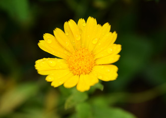 Flower , yellow Flower