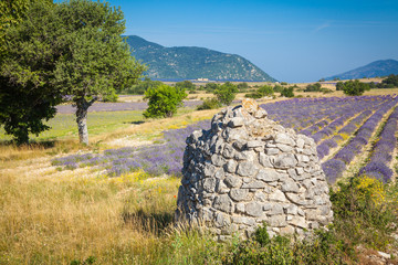 Fields of Lavender in Provence, France
