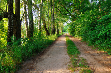Fototapeta premium road in forest