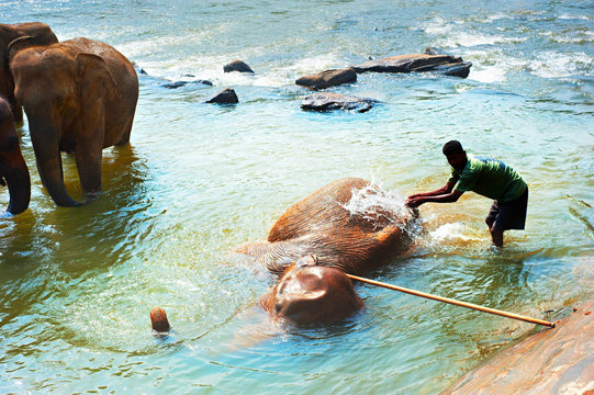 Cleaning of elephant