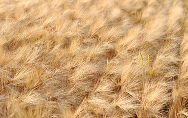 Ears of wheat