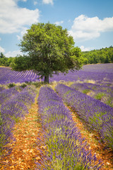 Fototapeta na wymiar Fields of Lavender in Provence, France 