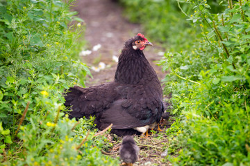 Black chicken with a red crest hid under the wing of small chickens background green grass