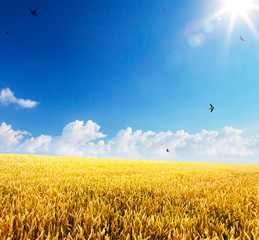 art backdrop of ripening ears of yellow wheat field