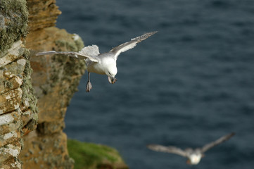 Fulmar boréal, Pétrel fulmar, Fulmarus glacialis